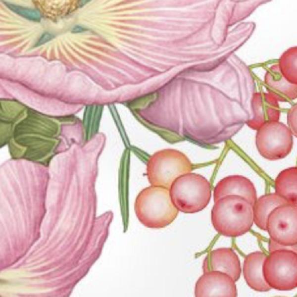 Collezioni – ERBORISTERIA L'ANGOLO VERDE