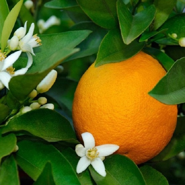 ACCORDO ARANCIO L'ERBOLARIO