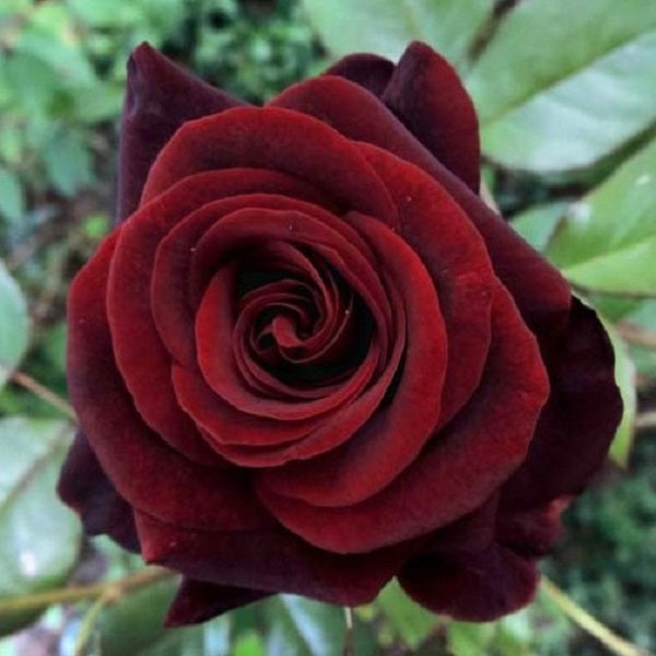 ROSA PURPUREA L'ERBOLARIO – ERBORISTERIA L'ANGOLO VERDE